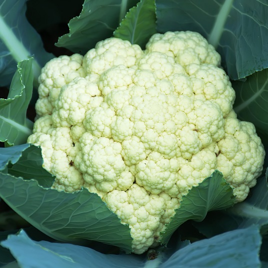 Cauliflower Clipper